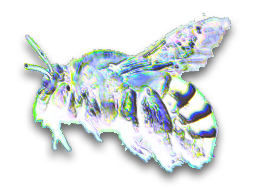 juststuff bee logo